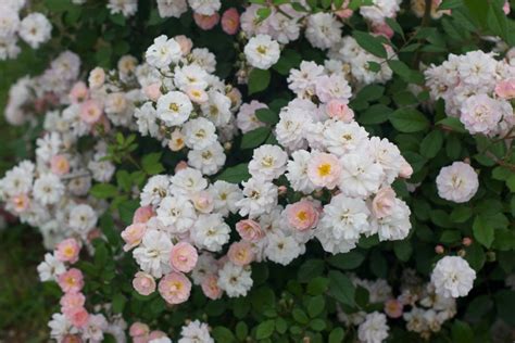 perfume breeze climbing rose care